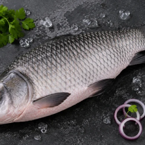 Catla Fish