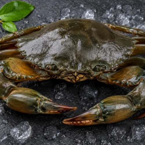 Mud Crab